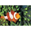 Amphiprion ocellaris 3-4cm