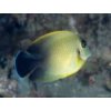 Acanthurus pyroferus Chocolade Doktersvis 1 150x113