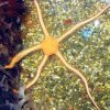ophiarachna sp brittle sea star