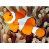 falseclownanemonefish2