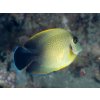 Acanthurus Pyroferus, mimic surgeonfish (42054895991)