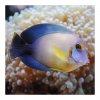 acanthurus pyroferus chocolate surgeonfish m