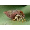FM2 037 Small white hermit crab, Calcinus minutus
