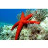 Echinaster sepositus Mediterranean Red Sea Star 700x450