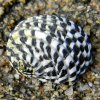 Nerita tessellata Checkered Nerite (13377464844)