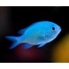 69 chromis viridis