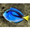 Paraacanthurus hepatus  5-7cm