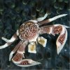 neopetrolisthes oshimai porcelain anemone crab