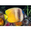 Chaetodon kleinii 8-10cm