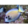 Acanthurus tennenti 4-6cm