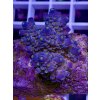Acropora tenuis blue premium
