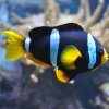amphiprion clarkii black tank bred DJM CLB 117092