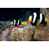 amphiprion clarki pair 416x282