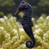 Kuda Seahorse Male Tank Bred