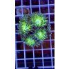 Duncanopsammia axifuga
