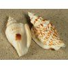 strombus variabilis