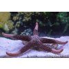 new caledonian seastar