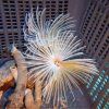 sabellastarte magnifica feather duster white ml size