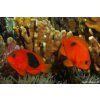 Amphiprion ephippium párik 2ks