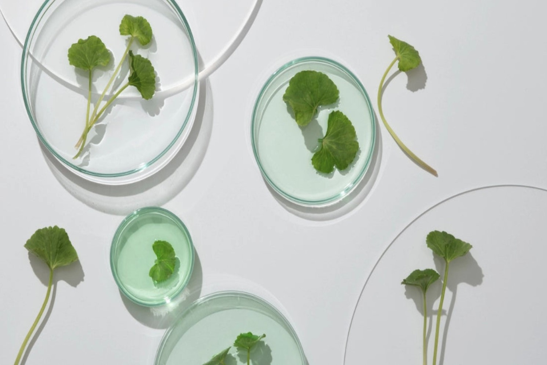 Centella Asiatica: Nej kosmetická ingredience v Koreji