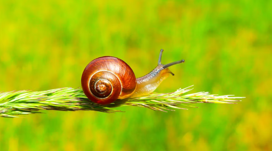 Jsou produkty s šnečím mucinem opravdu zázrak?