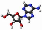 ADENOSIN