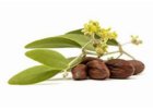 JOJOBOVÝ OLEJ - JOJOBA OIL