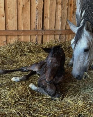Wendys 🩵 Za pár dní mu bude 8 měsíců. Uz skoro dorostl mamu. A takovy miminko to bylo 😊. Můj první chlapeček 🩵. Miluju,...