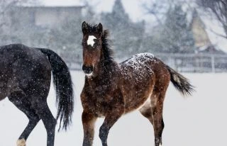 Zimní stádečko ❤️ Foto: @patriciemazuchova #horses #horse #mylove #winter #mare #stallion #babyhorse #myeverything #love