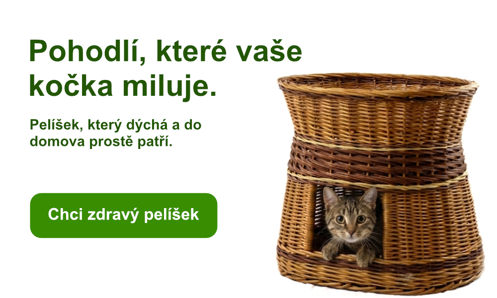 kočka