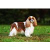 Seminář Cavalier King Charles Spaniel
