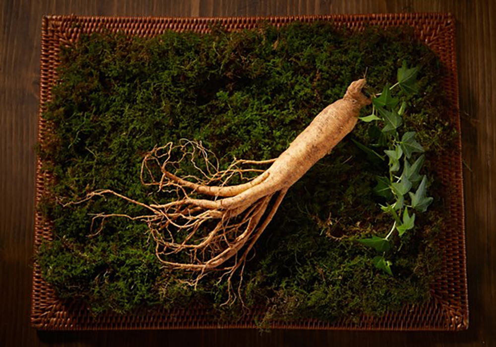 Kořen pravého ženšenu (Panax ginseng) položený na mechu – autentická surovina pro ženšenový čaj a sirup