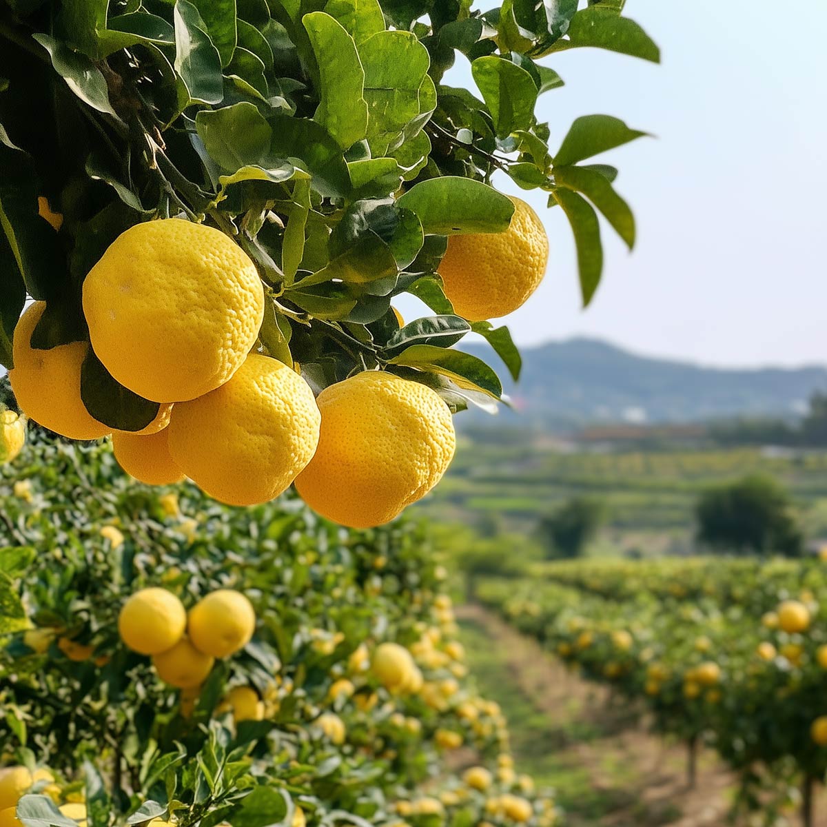 Yuzu farma v Koreji, zralé plody připravené k sklizni na stromě