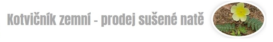 Kotvičník zemní - prodej sušené natě