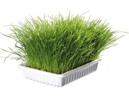 BIOGRAS - tráva pro kočku TRIXIE