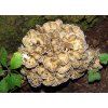 Probio Maitake