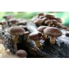 Probio Shitake