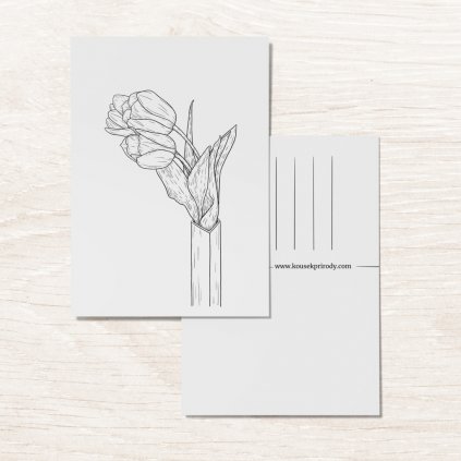 pohlednice tulipany cernobile a6