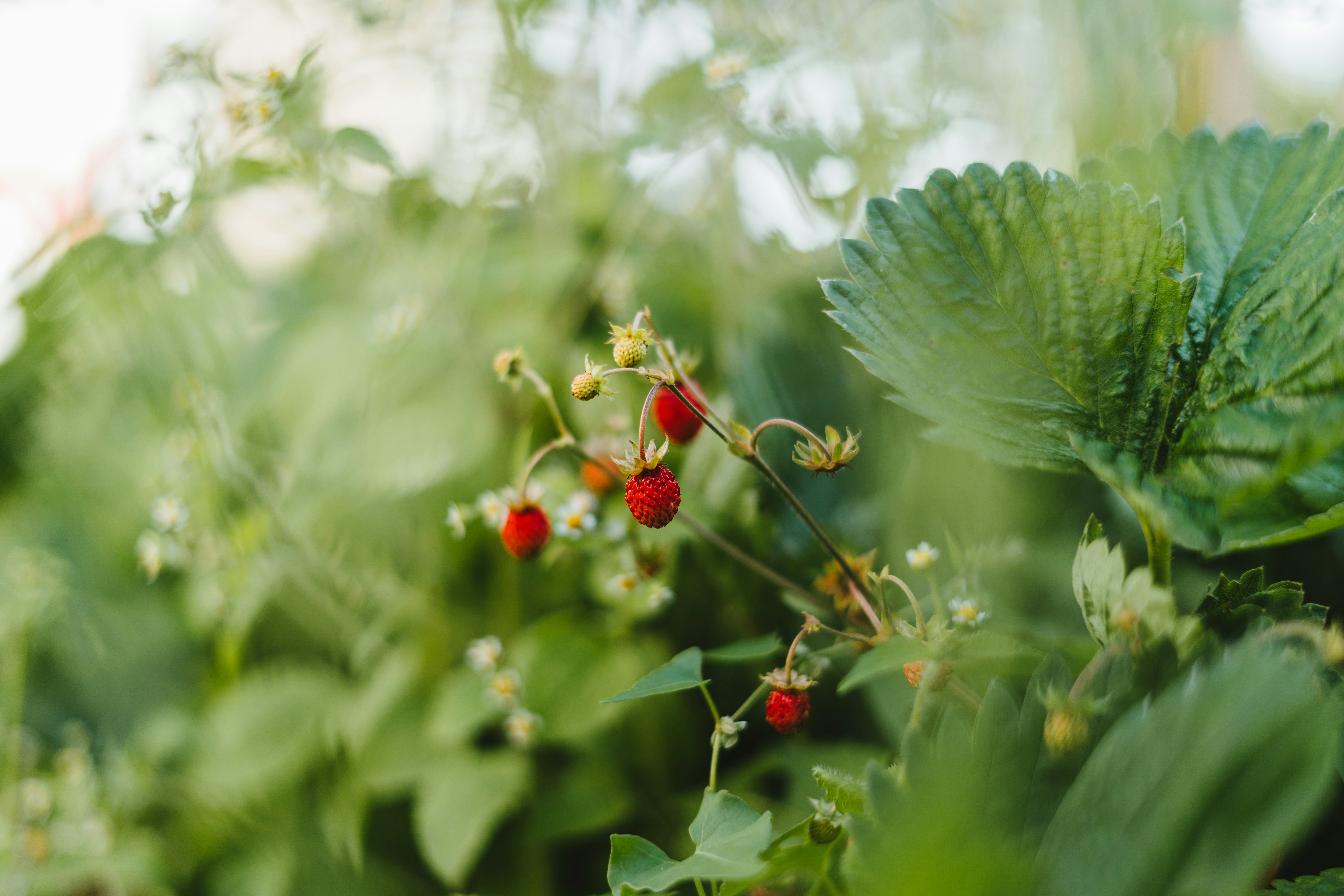 julian-hochgesang-g2Jt0AukSgo-unsplash