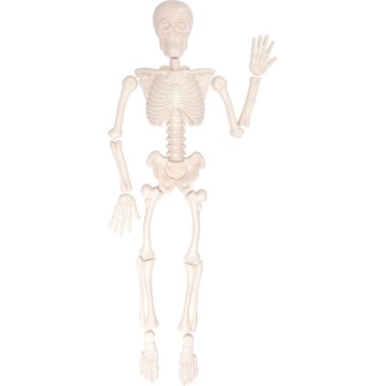 formicky_na_pisek_lidska_kostra