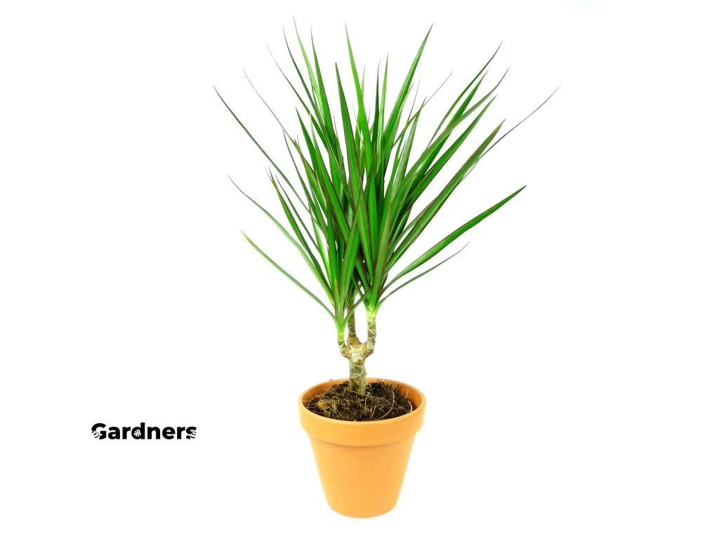 dracena