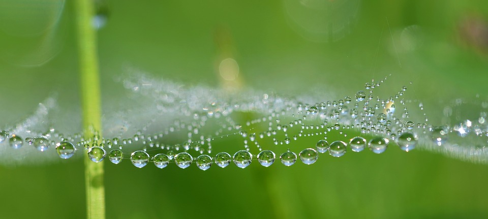 cobweb-5113579_960_720