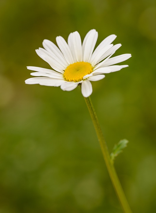 daisy-5103472_960_720