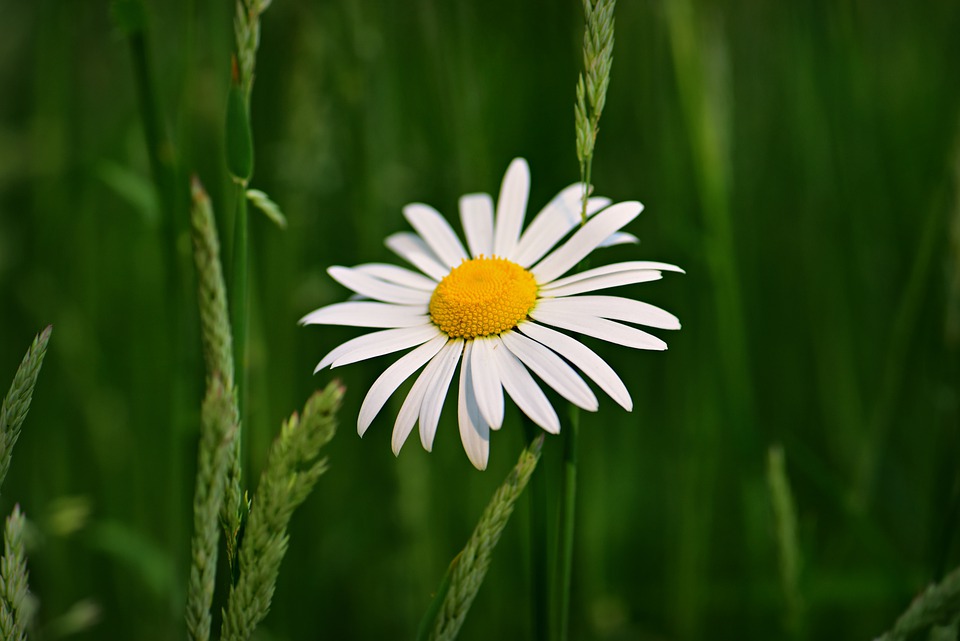 ox-eye-daisy-5240709_960_720