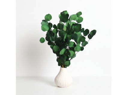 Eukalyptus populus stabilizovaný - zelená ve váze