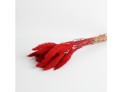 Setaria sušená - červená