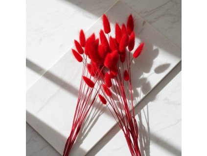 Lagurus sušený - červená detail