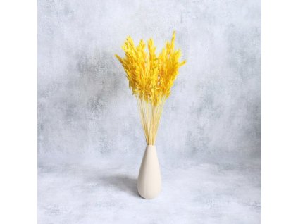 Sušená Avena žlutá ve váze