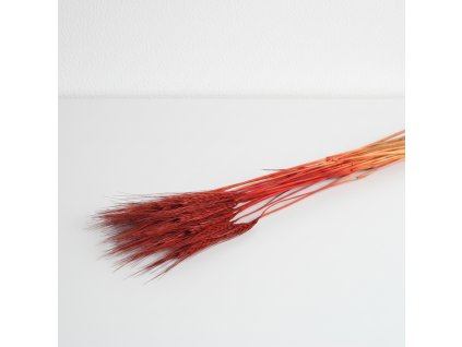 Pšenice vousatá sušená - bronz