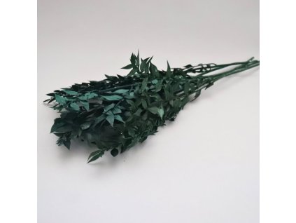 Stabilizovaný Ruscus zelená svazek